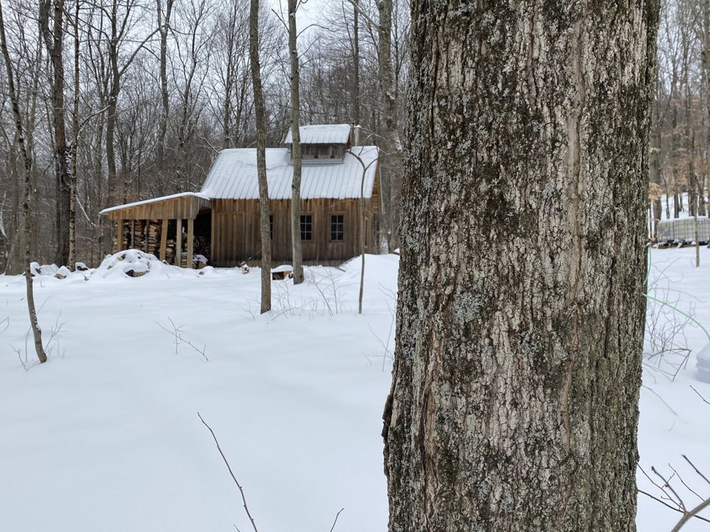 The sugar house seen through bare trees and snow, with a large tree trunk in front